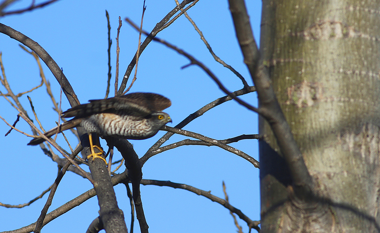 Eurasian Sparrowhawk